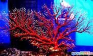 千年成材极品红珊瑚称“红色黄金”（图）