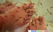 日本温泉小鱼啃脚趾治病（图）