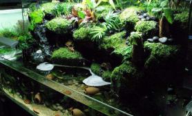 水草造景水路生态缸