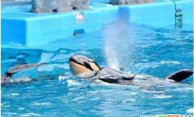 日本虎鲸产下重达180公斤幼崽（图）