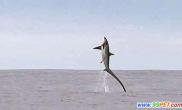 英渔民近海意外捕获巨型长尾鲨（多图）